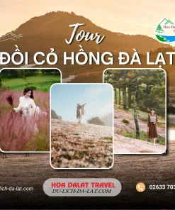 Tour đồi cỏ hồng Đà Lạt