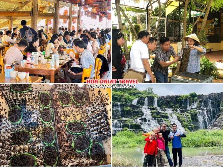 Lịch trình buổi chiều trong tour ngoại thành Đà Lạt: ăn trưa tại nhà hàng, tham quan nông trại nuôi ong, trang trại nuôi dế, thác Pongour