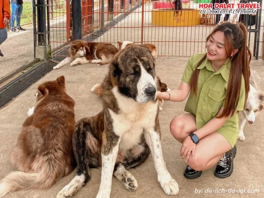 Chơi đùa cùng thú cưng ở nông trại cún Puppy Farm