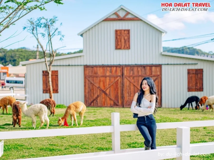 Vui chơi, check in ở nông trại cún Puppy Farm