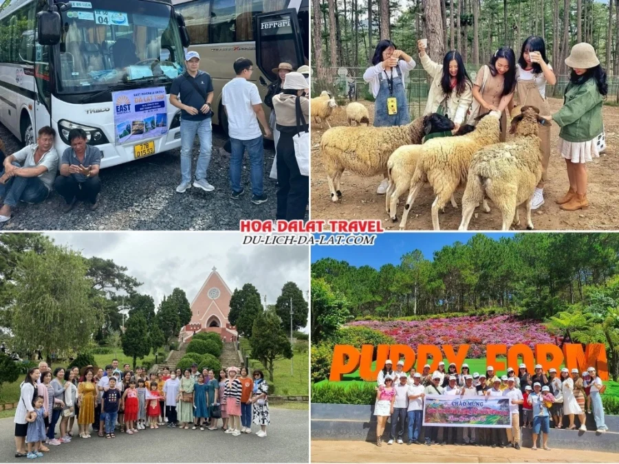 Lịch trình chi tiết tour Zoodoo Đà Lạt 1 ngày: đón khách, tham quan sở thú Zoodoo, nhà thờ Domaine De Marie, Puppy Farm