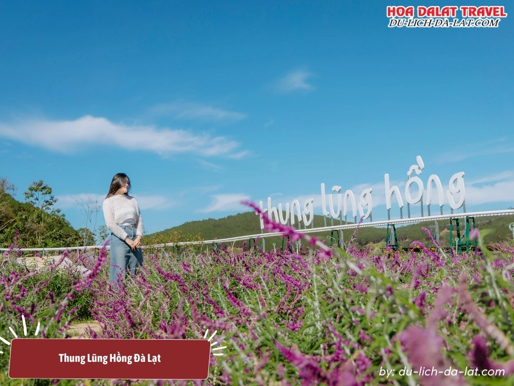 Vườn hoa lavender ở Thung Lũng Hồng