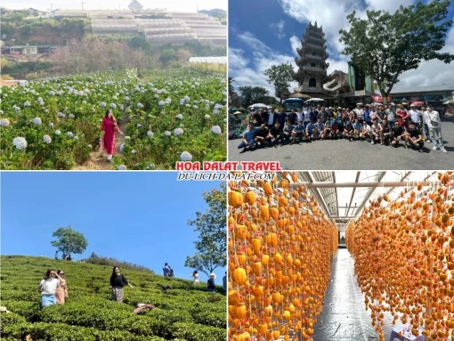 Lịch trình chiều ngày 1 tour Bình Phước Đà Lạt trọn gói 4 ngày 3 đêm tham quan Cánh đồng hoa Cẩm Tú Cầu, Đồi chè Cầu Đất, Chùa Linh Phước, Vườn hồng treo gió