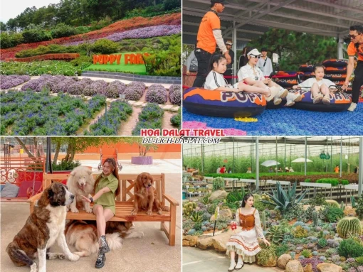 Lịch trình sáng ngày 3 tour Cần Thơ Đà Lạt 3 ngày 2 đêm ghép đoàn tham quan Nông trại cún Puppy Farm, tham gia trò chơi trượt phao khô, tham quan vườn sen đá