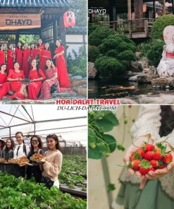 Lịch trình chiều ngày 3 tour Cần Thơ Đà Lạt trọn gói 4 ngày 3 đêm khám phá Hoàng Long Ohayo, Vườn Dâu Tây Đà Lạt