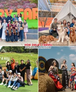 Lịch trình chiều ngày 2 tour Đà Lạt hè 3 ngày 2 đêm trọn gói tham quan Nông trại cún Puppy Farm, Dapa Hill