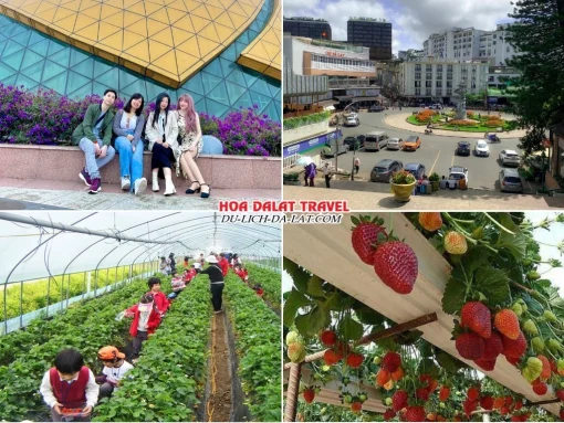 Lịch trình sáng ngày 4 tour Đà Lạt hè trọn gói 4 ngày 3 đêm Ghé thăm Quảng Trường Lâm Viên, chợ Đà Lạt, vườn dâu tây