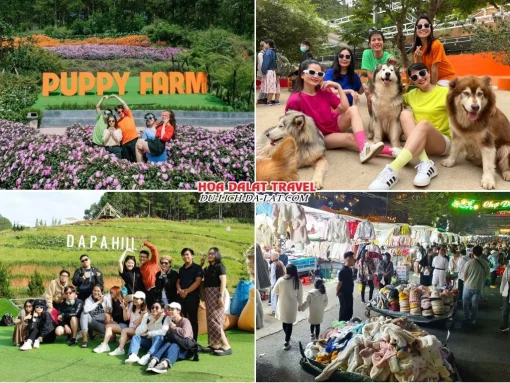 Lịch trình chiều ngày 1 tour Đà Lạt Lễ 30 tháng 4 trọn gói 4 ngày 3 đêm tham quan Nông Trại Cún Puppy Farm, Dapa Hill, dùng bữa tối, khám phá thành phố Đà Lạt về đêm