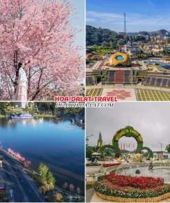 Những điểm đến đặc biệt trong tour đi Đà Lạt Tết Tây 4 ngày 3 đêm như tham quan đường hoa mai anh đào, quảng trường Lâm Viên, hồ Xuân Hương, vườn hoa thành phố Đà Lạt