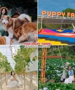 Lịch trình sáng ngày 4 tour Đà Nẵng Đà Lạt ghép đoàn 4 ngày 3 đêm tham quan Nông trại cún Puppy Farm, chơi trượt phao khô, tham quan vườn dâu tây, vườn hoa