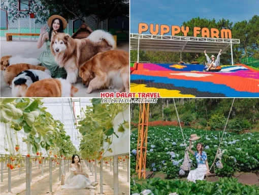 Lịch trình sáng ngày 4 tour Đà Nẵng Đà Lạt ghép đoàn 4 ngày 3 đêm tham quan Nông trại cún Puppy Farm, chơi trượt phao khô, tham quan vườn dâu tây, vườn hoa