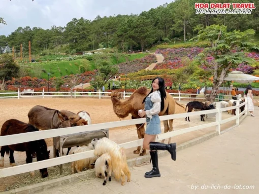 Check in nông trại cún Puppy Farm Đà Lạt