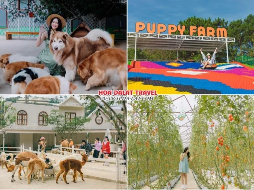 Lịch trình sáng ngày 5 tour Hà Nội Nha Trang Đà Lạt ghép đoàn 5 ngày 4 đêm khám phá Nông trại cún Puppy Farm, tham gia trò chơi trượt phao khô, tham quan vườn cà chua