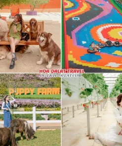 Lịch trình tối ngày 3 tour Hải Phòng Đà Lạt ghép đoàn 4 ngày 3 đêm tham quan Nông trại cún Puppy Farm, chơi trượt phao khô, khám phá vườn dâu tây