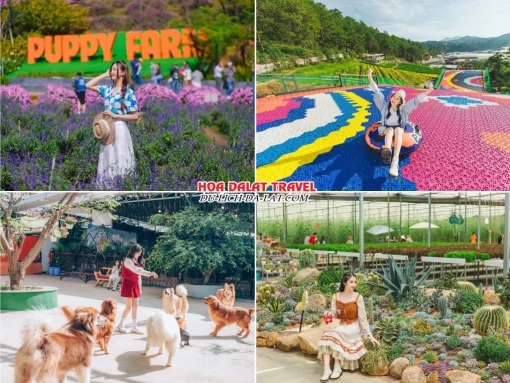 Lịch trình sáng ngày 4 tour Huế Đà Lạt ghép đoàn 4 ngày 3 đêm tham quan Nông trại cún Puppy Farm, chơi trượt phao khô, tham quan vườn sen đá