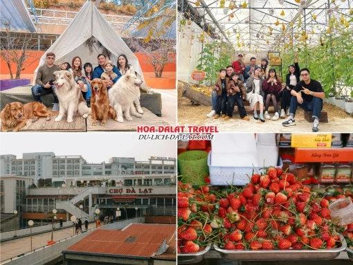 Lịch trình sáng ngày 4 tour Quảng Bình Đà Lạt trọn gói 4 ngày 3 đêm tham quan Nông trại cún Puppy Farm, mua sắm ở Chợ Đà Lạt