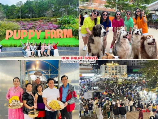 Lịch trình chiều ngày 1 tour Quảng Nam Đà Lạt trọn gói 4 ngày 3 đêm tham quan Nông trại cún Puppy Farm, Làng Nấm, tự do khám phá Đà Lạt về đêm