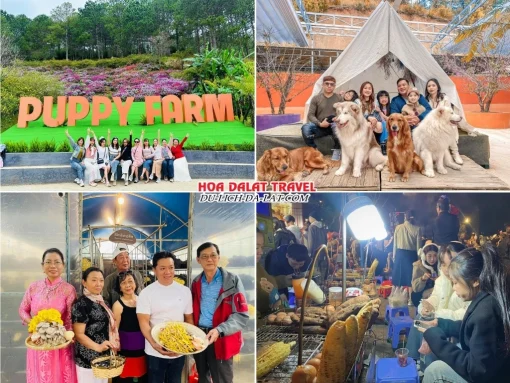 Lịch trình chiều ngày 1 tour Quy Nhơn Đà Lạt trọn gói 4 ngày 3 đêm tham quan Nông trại cún Puppy Farm, Check in Làng Nấm, Tự do khám phá thành phố Đà Lạt về đêm