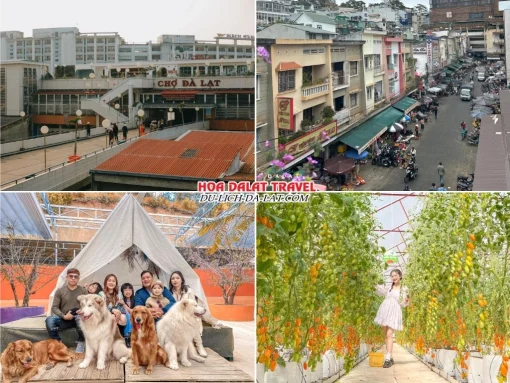 Lịch trình ngày 3 tour Sài Gòn Đà Lạt 3 ngày 3 đêm trọn gói mua sắm tại Chợ Đà Lạt, ghé thăm Nông Trại Cún Puppy Farm