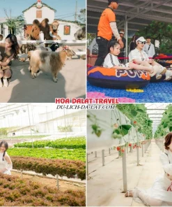 Lịch trình sáng ngày 5 tour Sài Gòn Nha Trang Đà Lạt ghép đoàn 5 ngày 4 đêm tham quan Nông trại cún Puppy Farm, Trải nghiệm hoạt động trượt phao khô, tham quan thêm vườn rau, dâu tây