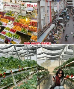 Lịch trình sáng ngày 4 tour Tây Ninh Đà Lạt trọn gói 4 ngày 3 đêm tham quan chợ Đà Lạt, ghé thăm vườn dâu tây