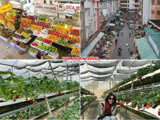 Lịch trình sáng ngày 4 tour Tây Ninh Đà Lạt trọn gói 4 ngày 3 đêm tham quan chợ Đà Lạt, ghé thăm vườn dâu tây