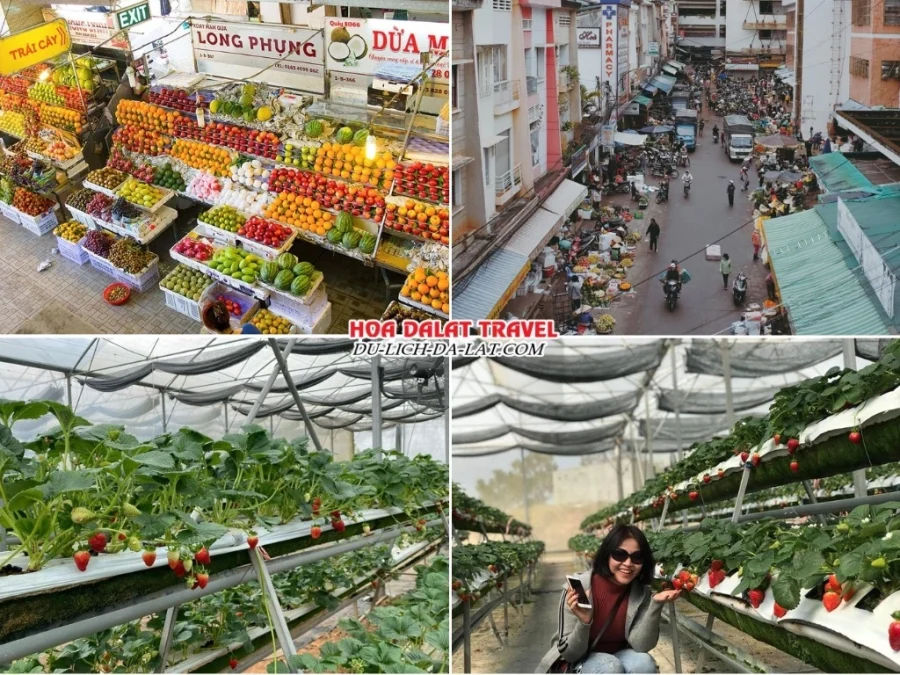 Lịch trình sáng ngày 4 tour Tây Ninh Đà Lạt trọn gói 4 ngày 3 đêm tham quan chợ Đà Lạt, ghé thăm vườn dâu tây