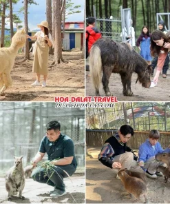 Lịch trình sáng ngày 4 tour Tây Ninh Đà Lạt ghép đoàn 4 ngày 3 đêm khám phá Sở thú Zoodoo