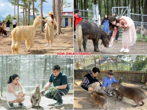 Lịch trình sáng ngày 4 tour Tây Ninh Đà Lạt ghép đoàn 4 ngày 3 đêm khám phá Sở thú Zoodoo