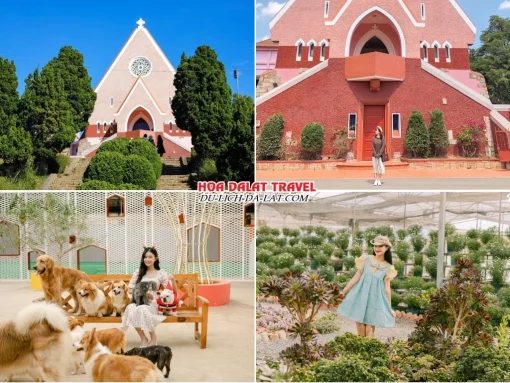Lịch trình chiều ngày 4 tour Tây Ninh Đà Lạt ghép đoàn 4 ngày 3 đêm tham quan Nhà thờ Domain De Marie, Puppy Farm