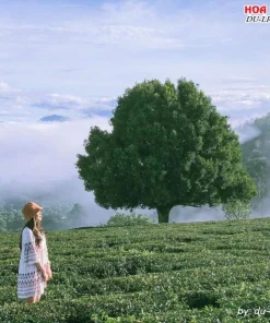 Check in đồi chè Cầu Đất khi đi tour Tây Ninh Đà Lạt 4 ngày 3 đêm
