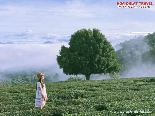 Check in đồi chè Cầu Đất khi đi tour Tây Ninh Đà Lạt 4 ngày 3 đêm