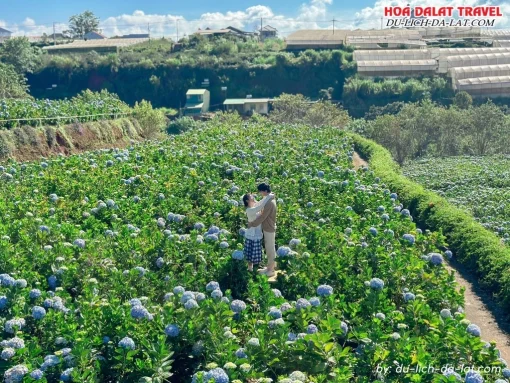 Tham quan cánh đồng hoa cẩm tú cầu đẹp lãng mạn