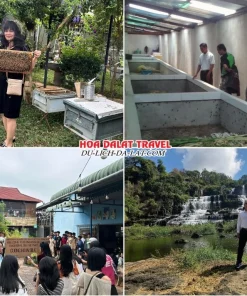 Lịch trình chiều ngày 2 tour Vũng Tàu Đà Lạt ghép đoàn 4 ngày 3 đêm tham quan nông trại nuôi ong, trang trại nuôi dế, Cường Hoàn Silk, thác Pongour