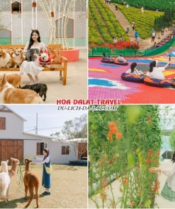 Lịch trình sáng ngày 4 tour Vũng Tàu Đà Lạt ghép đoàn 4 ngày 3 đêm tham quan Nông Trại Cún Puppy Farm, chơi trượt phao khô, khám phá các khu vườn