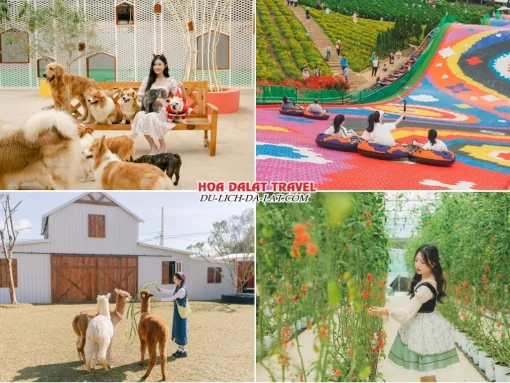 Lịch trình sáng ngày 4 tour Vũng Tàu Đà Lạt ghép đoàn 4 ngày 3 đêm tham quan Nông Trại Cún Puppy Farm, chơi trượt phao khô, khám phá các khu vườn