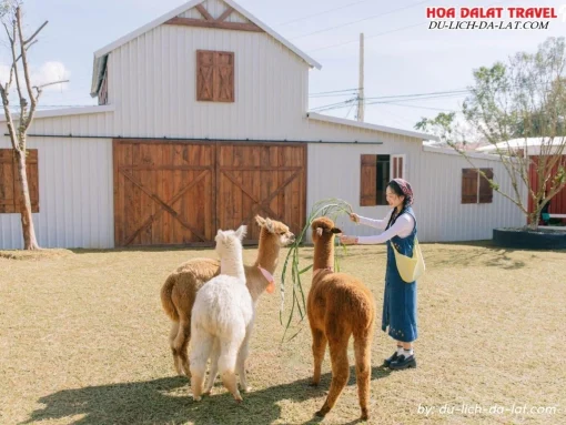Tham quan nông trại cún Puppy Farm Đà Lạt khi đi tour