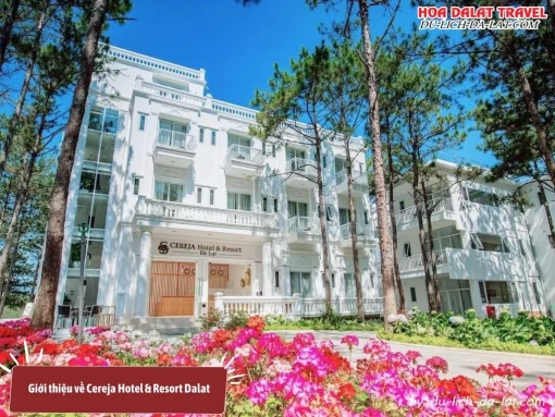 Cereja Hotel & Resort Dalat là khu nghỉ dưỡng 4 sao sang trọng nằm giữa đồi thông xanh yên bình