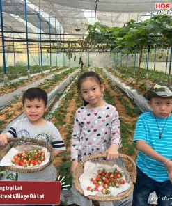 Tham quan nông trại Lat, hái dâu ở Lat Valley Retreat Village