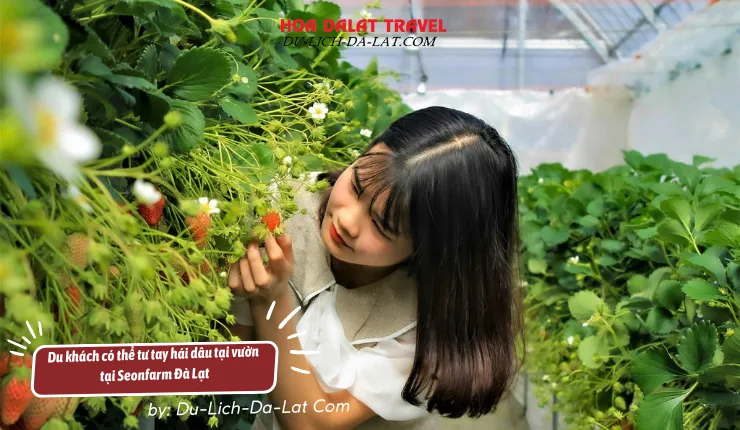 Địa chỉ mua nông sản sạch ở Seonfarm Đà Lạt