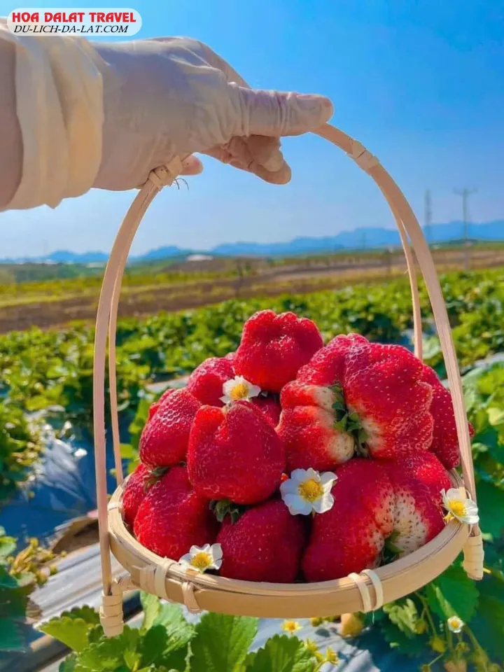 Nông sản sạch ở Seonfarm