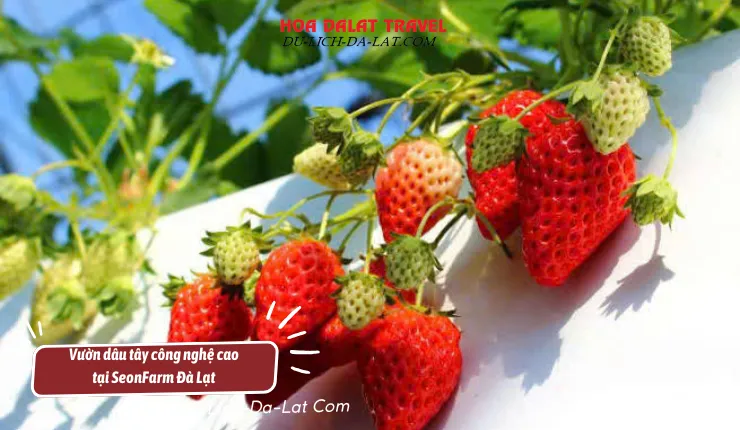Nông sản sạch Seonafrm Đà Lạt