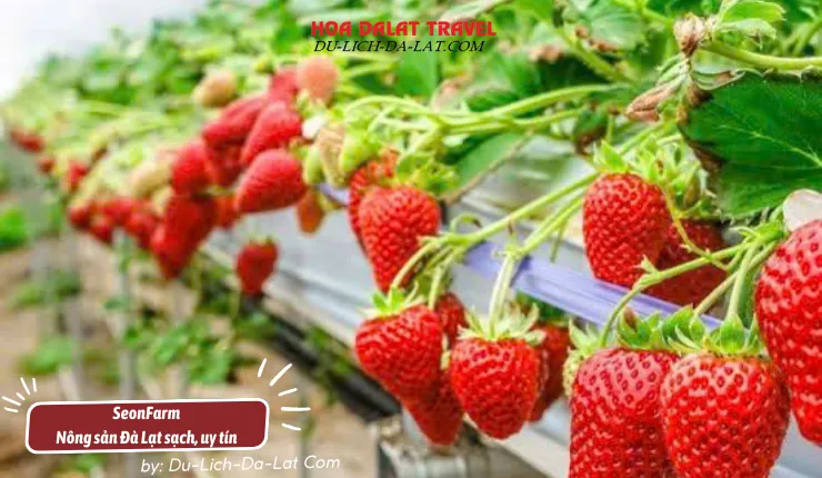 Seonfarm nộng sản sạch Đà Lạt